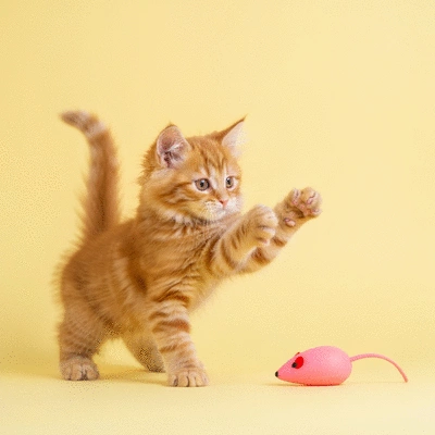 Kitten playing happily near a clean litter box