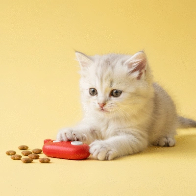 Kitten playing with a clicker and treats during a training session